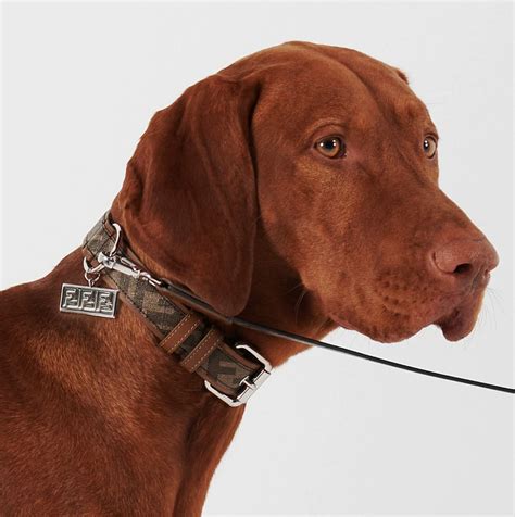 fendi collars for dogs|luxury pet dog collar leather.